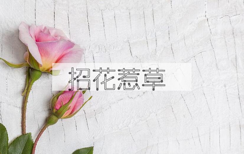 成语招花惹草是什么意思？